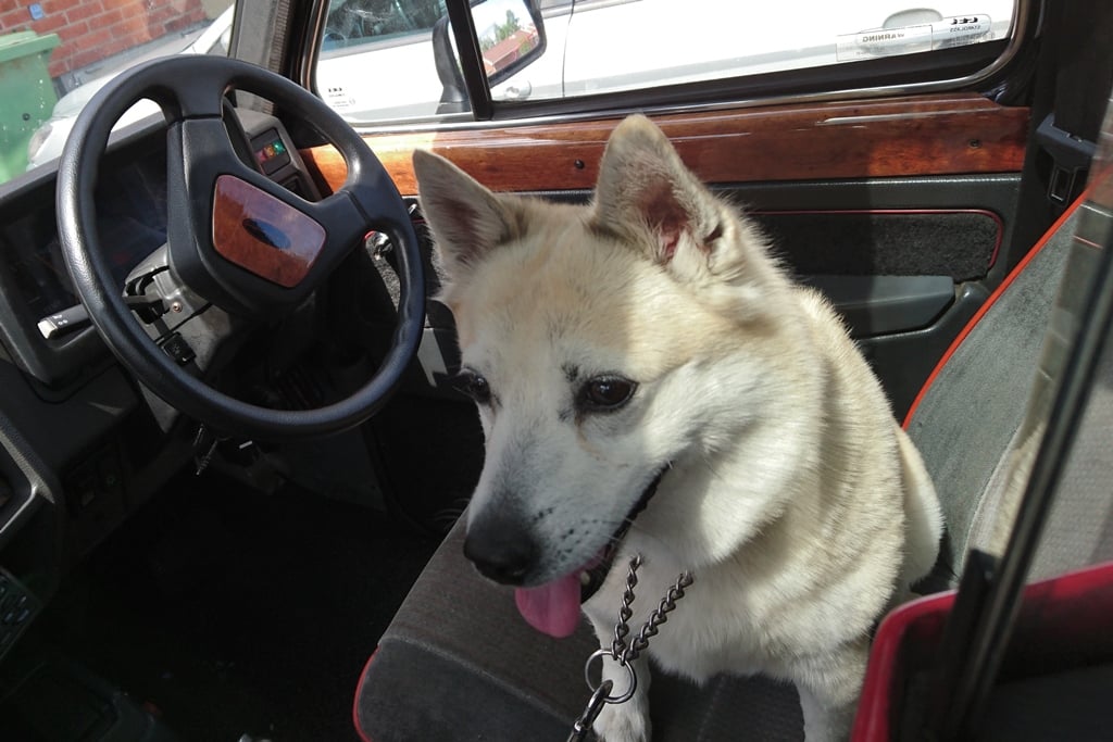Hund i bil